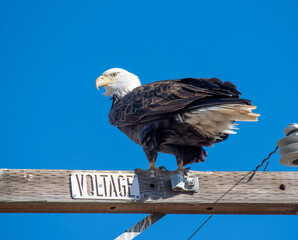 Bald Eagle on Power Pole