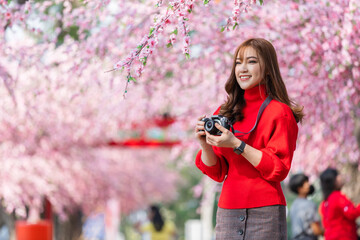 woman traveler looking cherry blossoms or sakura flower blooming and holding camera to take a photo...