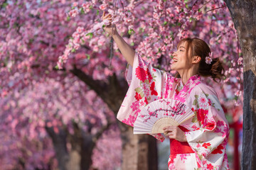 woman in yukata (kimono dress) holding folding fan and looking sakura flower or cherry blossom...