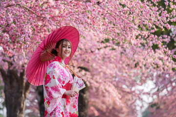 woman in yukata (kimono dress) holding umbrella and folding fan and looking sakura flower or cherry...