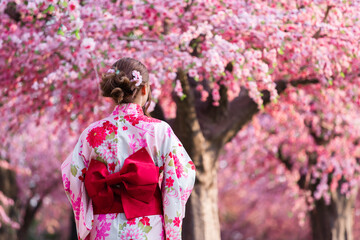 woman in yukata (kimono dress) looking sakura flower or cherry blossom blooming in garden © geargodz