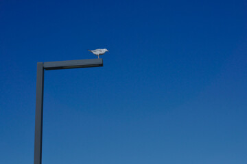 One seagull bird on top street light