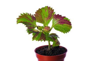 Beautiful  coleus solenostemon plant isolated on white bckground