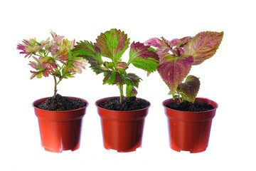 Beautiful  coleus solenostemon plant isolated on white bckground