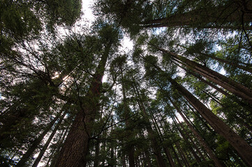 SHIMLA, KULU, MANALI- HIMACHAL PRADESH, INDIA