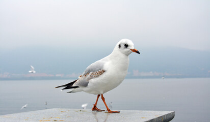 A white larus ridibundus with colorful wings walking on the platform in the cloudy day