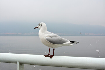 A white larus ridibundus with black feet standing handrail in cloudy day