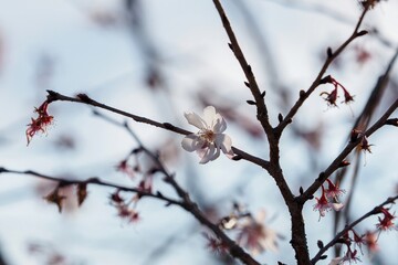 冬の日差しを浴びて咲く満開の冬桜
