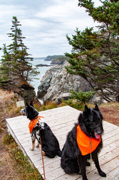 two dogs at odds