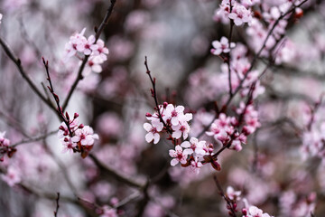 Pink cherry blossom