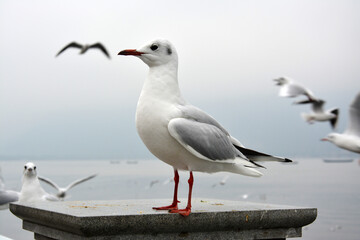 A white larus ridibundus stand on the platform and show its shape
