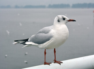 one larus ridibundus with grey wings standing on the handrail in cloudy day