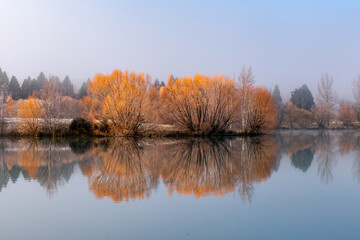 Winter willows reflected