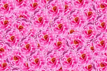 Obraz premium pink rose flower pattern background