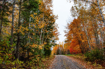 Dirt road through forest