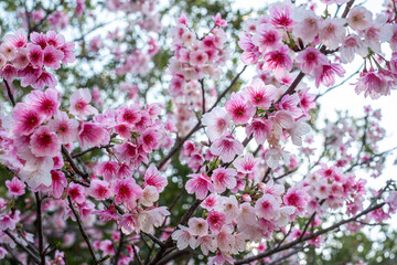 沖縄の早い春に咲く緋寒桜
Cherry blossoms in Okinawa on Spring day