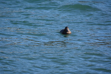Fototapeta premium 海辺で泳ぐホシハジロ