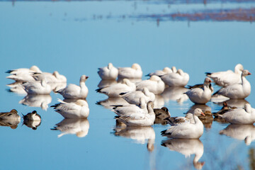 Snow Geese at rest with ducks.