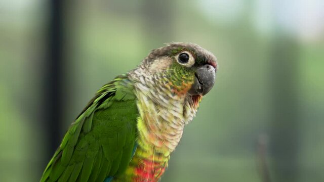 Closeup of Green-Cheeked Parakeet or green-cheeked conure (Pyrrhura molinae) bird at the zoo. Bokeh sho.