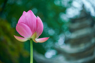 Obraz premium pink lotus flower