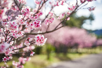桜