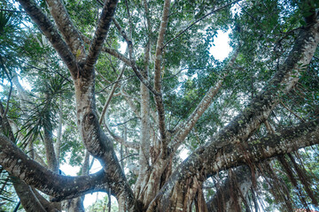 old tree in the forest