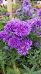 purple flowers in the garden