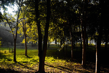 Fototapeta premium Sun rays passing through the trees in a park
