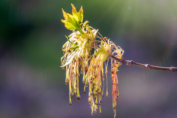 Spring branches of maple tree with fresh green leaves on blurred background