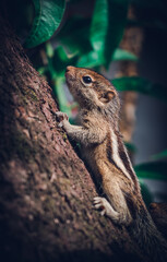 Cute and adorable small-boned newly born squirrel baby struggling hold on to a big mango tree, three stripes on the back, and furry skin. Close up wild animal portraiture photographs.