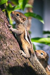 Cute baby squirrel babies climbing a mango tree, explore and adapt to nature. Abandoned by parents, three-striped newly born squirrel siblings, togetherness concept, caring for each other.