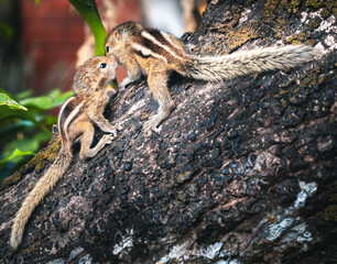 Cute baby squirrel babies climbing a mango tree, explore and adapt to nature. Abandoned by parents, three-striped newly born squirrel siblings, togetherness concept, caring for each other.