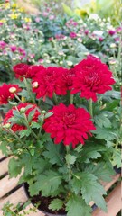 red and white flowers