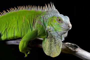 The green iguana in black background