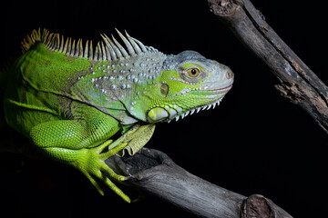The green iguana in black background