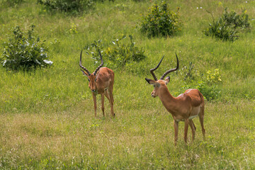 Two African impala staring at each other in the grassland