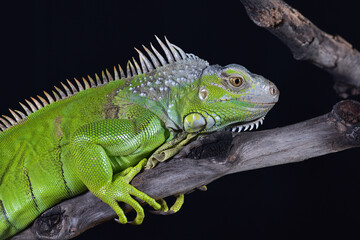 The green iguana in black background