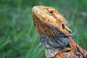 The bearded dragon lizard on the grass