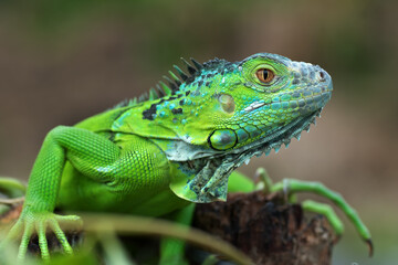 Close up photo of the green iguana
