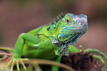 Close up photo of the green iguana