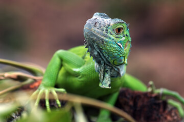 Close up photo of the green iguana