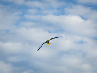 Beautiful macaw (Blue and Yellow Macaw) flies freely in the blue sky.