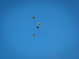 Naklejka na ściany i meble Beautiful macaw (Blue and Yellow Macaw) flies freely in the blue sky.