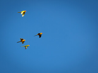Beautiful macaw (Blue and Yellow Macaw) flies freely in the blue sky.