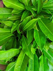 green leaves for home yard ornamental plants