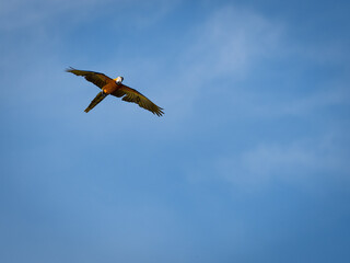 Beautiful macaw (Blue and Yellow Macaw) flies freely in the blue sky.