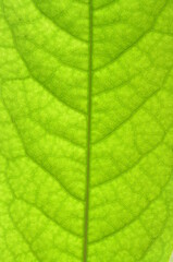 Plakat green leaf texture