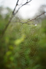 Dewy webs