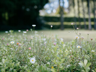 Flowers sprouting