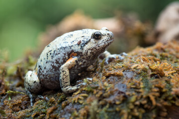 The smooth-fingered narrow-mouthed frog In the moss
